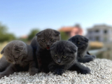 Erkek Dişi Scottish Fold Top Kafa