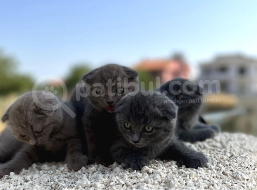 Erkek Dişi Scottish Fold Top Kafa görsel