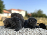 Erkek Dişi Scottish Fold Top Kafa