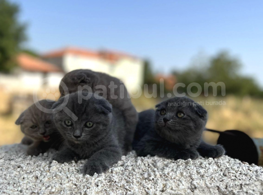 Erkek Dişi Scottish Fold Top Kafa görsel