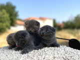 Erkek Dişi Scottish Fold Top Kafa