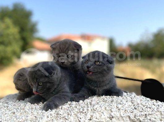 Erkek Dişi Scottish Fold Top Kafa görsel