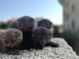Erkek Dişi Scottish Fold Top Kafa