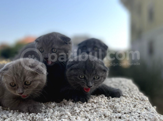Erkek Dişi Scottish Fold Top Kafa görsel