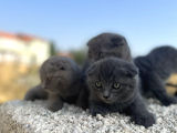 Erkek Dişi Scottish Fold Top Kafa