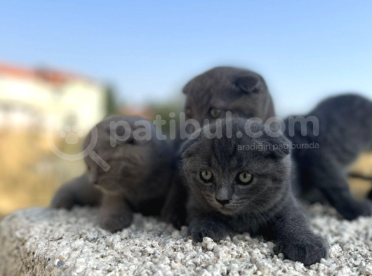 Erkek Dişi Scottish Fold Top Kafa görsel