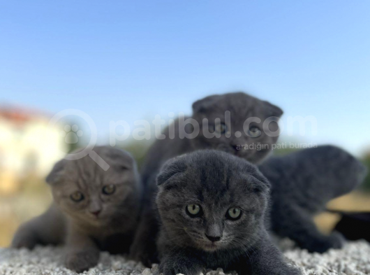 Erkek Dişi Scottish Fold Top Kafa görsel
