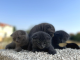 Erkek Dişi Scottish Fold Top Kafa