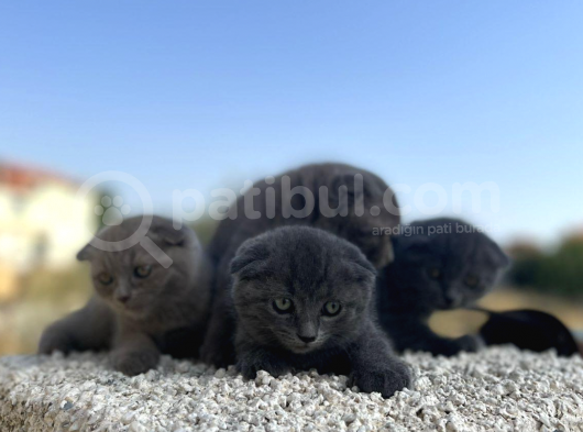 Erkek Dişi Scottish Fold Top Kafa görsel