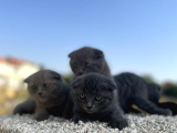 Erkek Dişi Scottish Fold Top Kafa