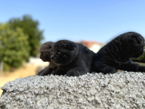 Erkek Dişi Scottish Fold Top Kafa
