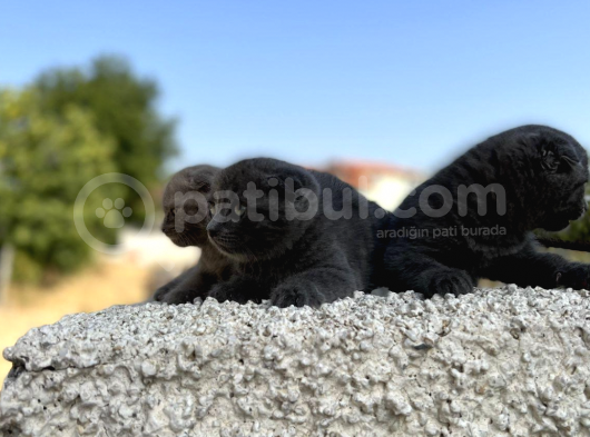 Erkek Dişi Scottish Fold Top Kafa görsel