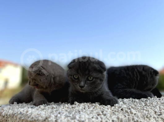 Erkek Dişi Scottish Fold Top Kafa görsel