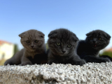 Erkek Dişi Scottish Fold Top Kafa