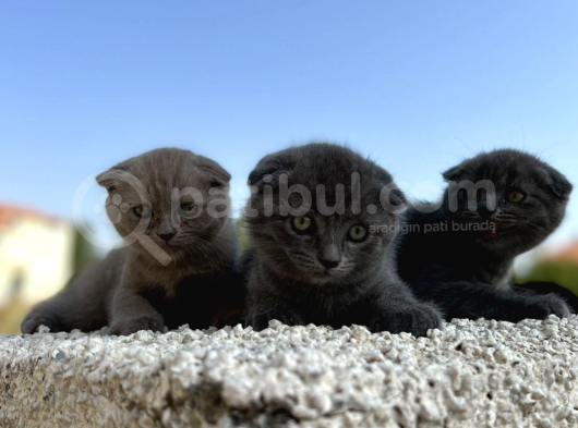 Erkek Dişi Scottish Fold Top Kafa görsel