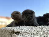 Erkek Dişi Scottish Fold Top Kafa