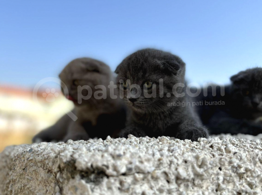 Erkek Dişi Scottish Fold Top Kafa görsel