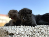 Erkek Dişi Scottish Fold Top Kafa
