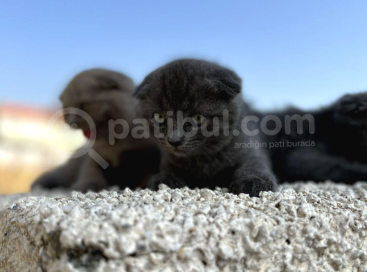 Erkek Dişi Scottish Fold Top Kafa görsel