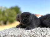 Erkek Dişi Scottish Fold Top Kafa