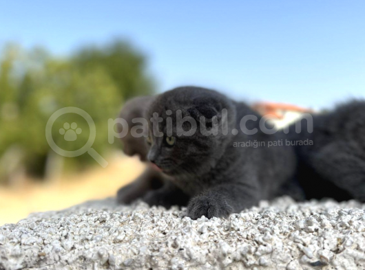 Erkek Dişi Scottish Fold Top Kafa görsel