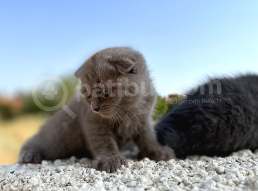 Erkek Dişi Scottish Fold Top Kafa görsel