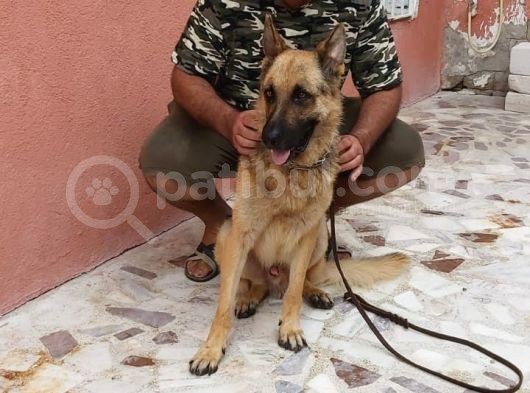 Paşa 2 Yaşinda Güzel Huylu görsel