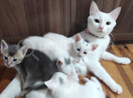 Habeş Ile Çiftleşmis Van Kedisi Ve Yavruları  görsel