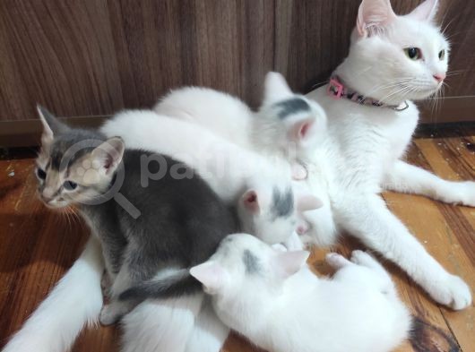 Habeş Ile Çiftleşmis Van Kedisi Ve Yavruları  görsel
