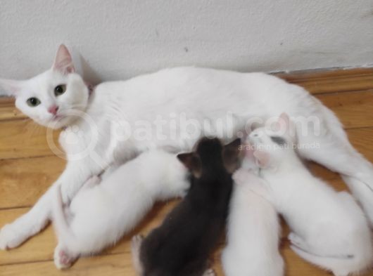 Habeş Ile Çiftleşmis Van Kedisi Ve Yavruları  görsel