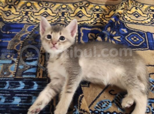 Habeş Ile Çiftleşmis Van Kedisi Ve Yavruları  görsel