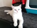 British Shorthair Dişi 