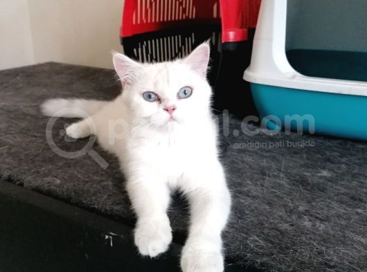 British Shorthair Dişi  görsel