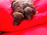 Chocolate Poodle Yavrularimiz Hari̇ka Kali̇tede