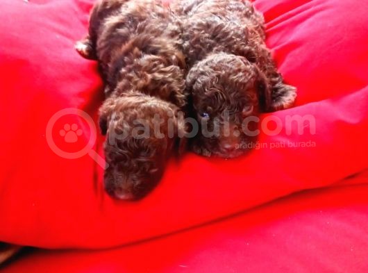 Chocolate Poodle Yavrularimiz Hari̇ka Kali̇tede
