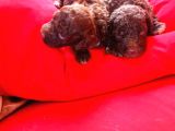 Chocolate Poodle Yavrularimiz Hari̇ka Kali̇tede