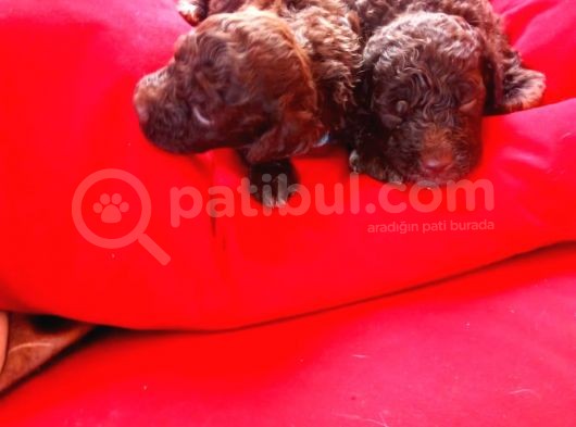 Chocolate Poodle Yavrularimiz Hari̇ka Kali̇tede görsel