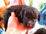 Çi̇kolata Renkte Poodle Yavrularimiz Pet Pasaportlu