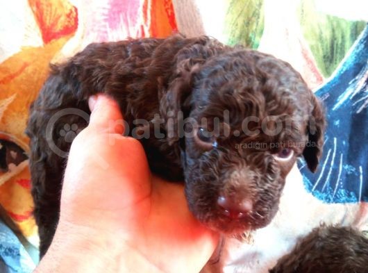 Çi̇kolata Renkte Poodle Yavrularimiz Pet Pasaportlu
