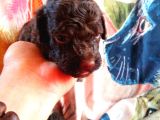 Çi̇kolata Renkte Poodle Yavrularimiz Pet Pasaportlu