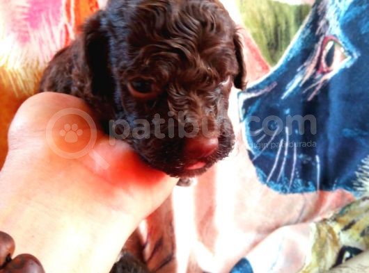 Çi̇kolata Renkte Poodle Yavrularimiz Pet Pasaportlu görsel