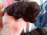 Çi̇kolata Renkte Poodle Yavrularimiz Pet Pasaportlu
