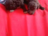 Chocolate Poodle Yavrularimiz Hari̇ka Kali̇tede