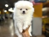 Sıfır Burun Teddy Face Mükemmel Kalite Pomeranian Boo