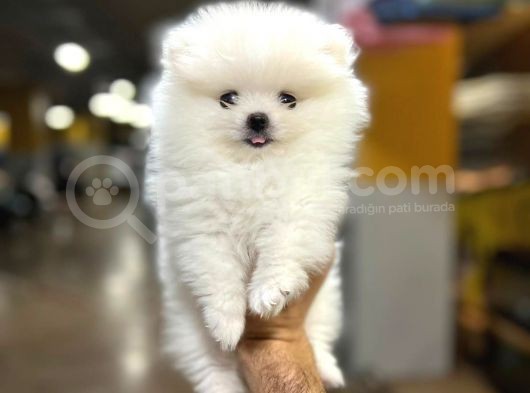 Sıfır Burun Teddy Face Mükemmel Kalite Pomeranian Boo görsel