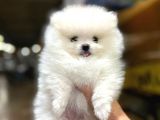 Sıfır Burun Teddy Face Mükemmel Kalite Pomeranian Boo