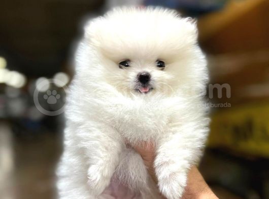 Sıfır Burun Teddy Face Mükemmel Kalite Pomeranian Boo görsel