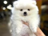 Sıfır Burun Teddy Face Mükemmel Kalite Pomeranian Boo
