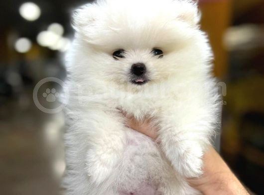 Sıfır Burun Teddy Face Mükemmel Kalite Pomeranian Boo görsel