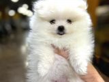 Sıfır Burun Teddy Face Mükemmel Kalite Pomeranian Boo